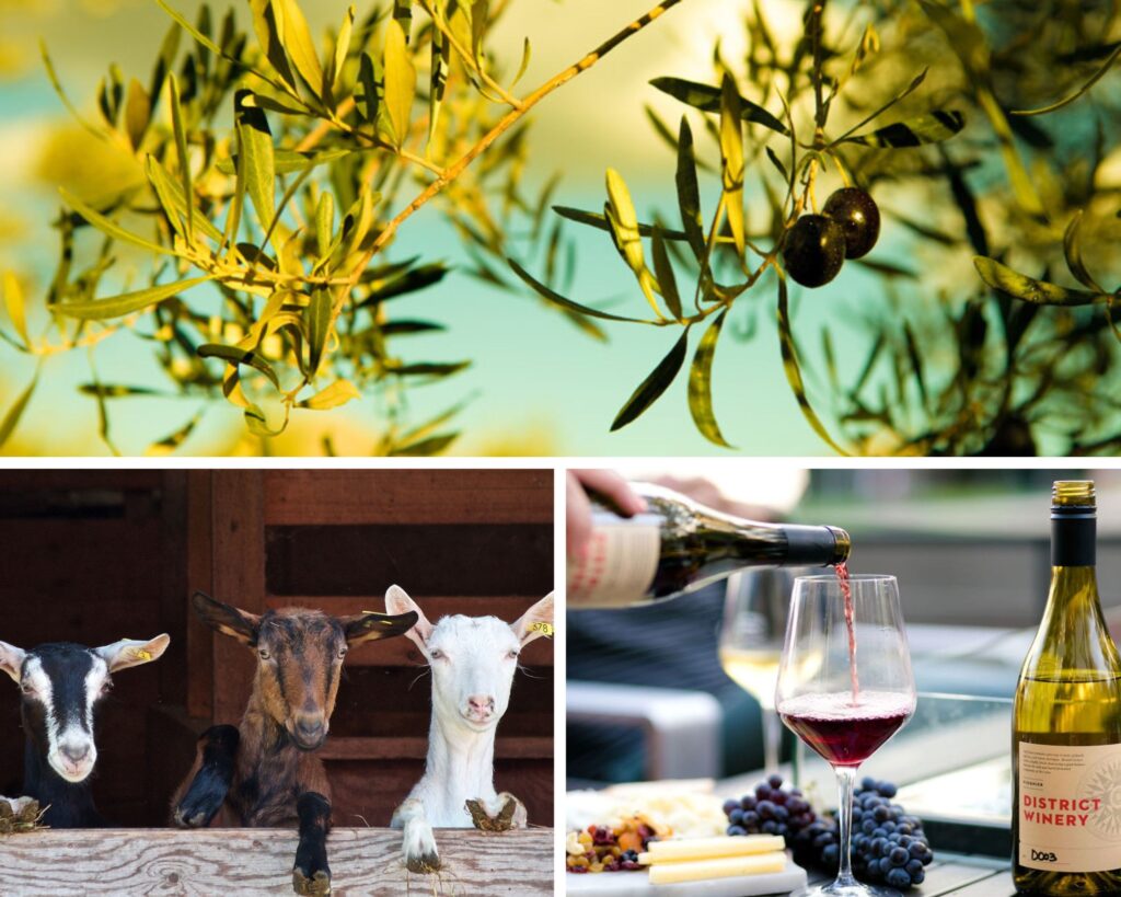 Authentic Experiences in Greece: A Journey Through Rural Life in the Mountains of Chania