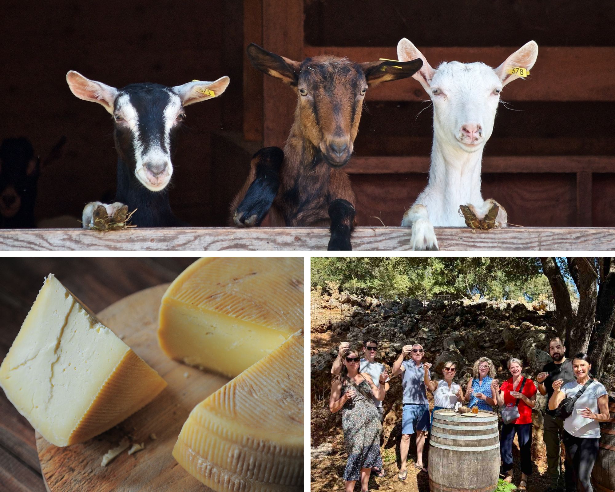 Discover authentic Crete with a full-day agritourism tour . Visit an olive mill, cheese farm, winery, and enjoy a traditional meal in the mountains.