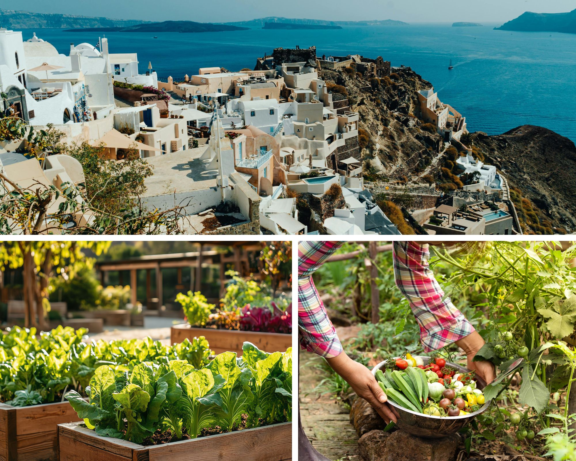 Santorini Farm-to-Table Tour: Organic & Traditional Flavors